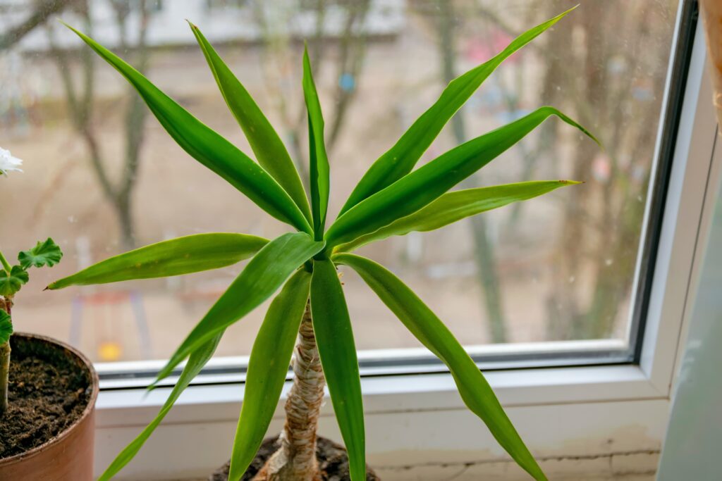 7 roślin, które oczyszczą powietrze w twoim domu - Dracena | A+ Design by Ewelina Pałajska