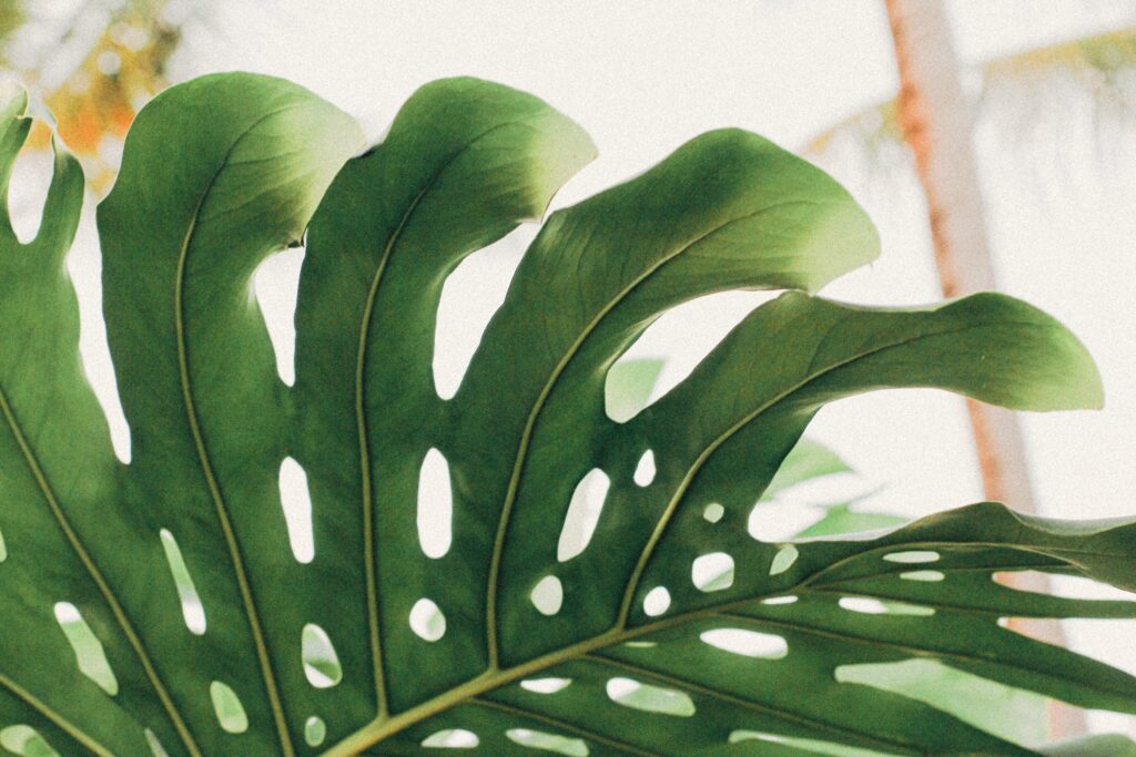 7 roślin, które oczyszczą powietrze w twoim domu - Monstera | A+ Design by Ewelina Pałajska