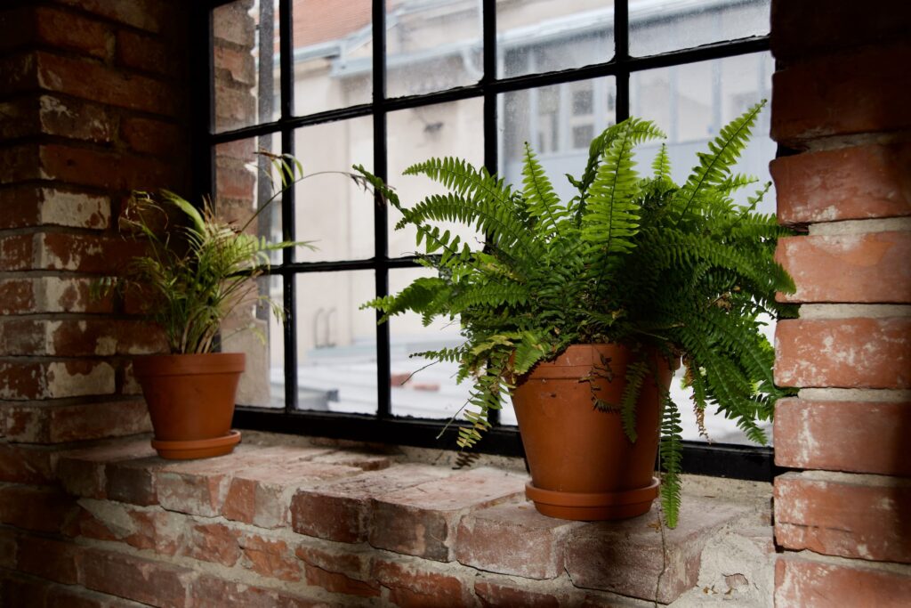 7 roślin, które oczyszczą powietrze w twoim domu - Paproć | A+ Design by Ewelina Pałajska