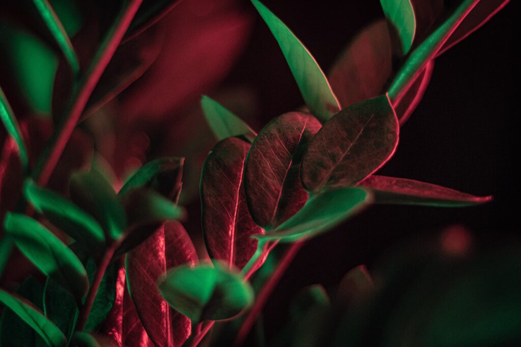 7 roślin, które oczyszczą powietrze w twoim domu - Zamiokulkas | A+ Design by Ewelina Pałajska