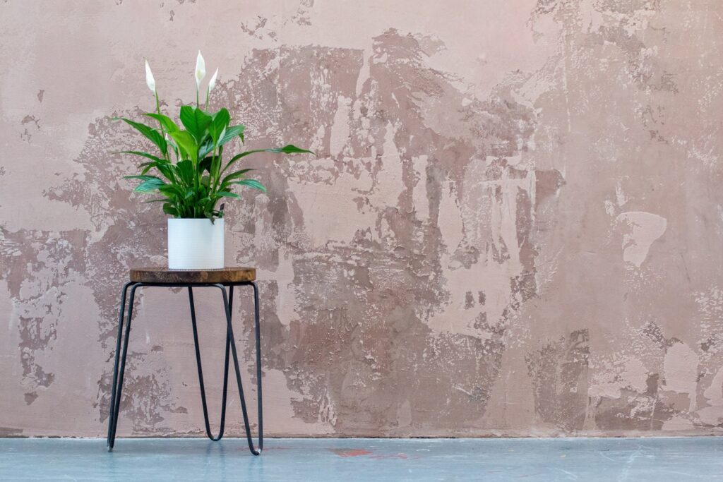 7 roślin, które oczyszczą powietrze w twoim domu - Skrzydłokwiat | A+ Design by Ewelina Pałajska